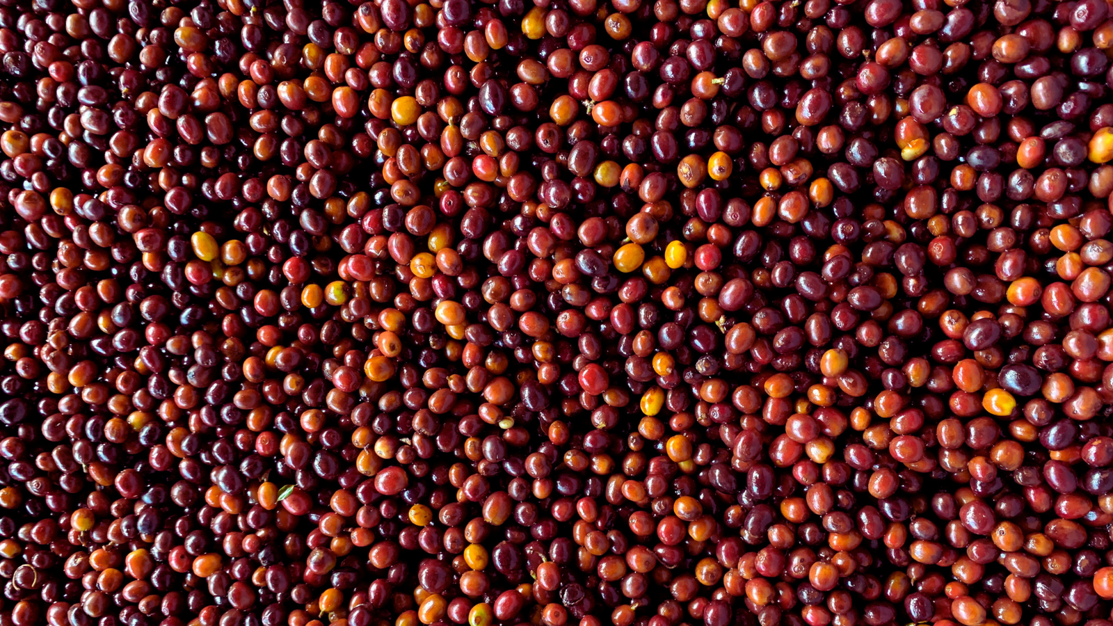 New Beans! - El Indio, Colombia.