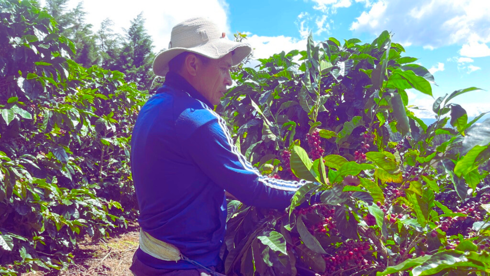 Los Robles - Costa Rica