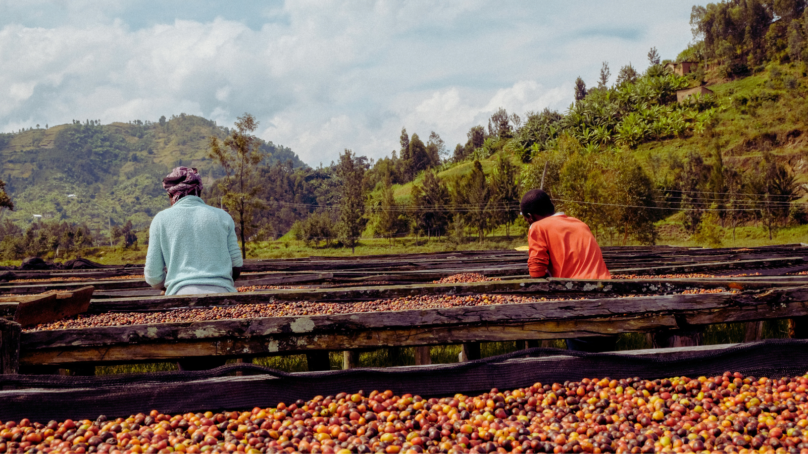 New Beans! - Kirambo, Rwanda.