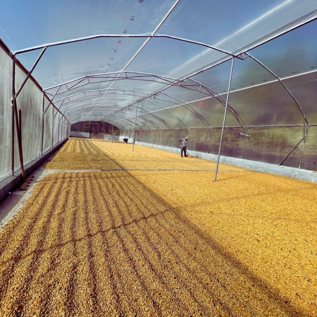 Finca Matilde 2025 - Costa Rica