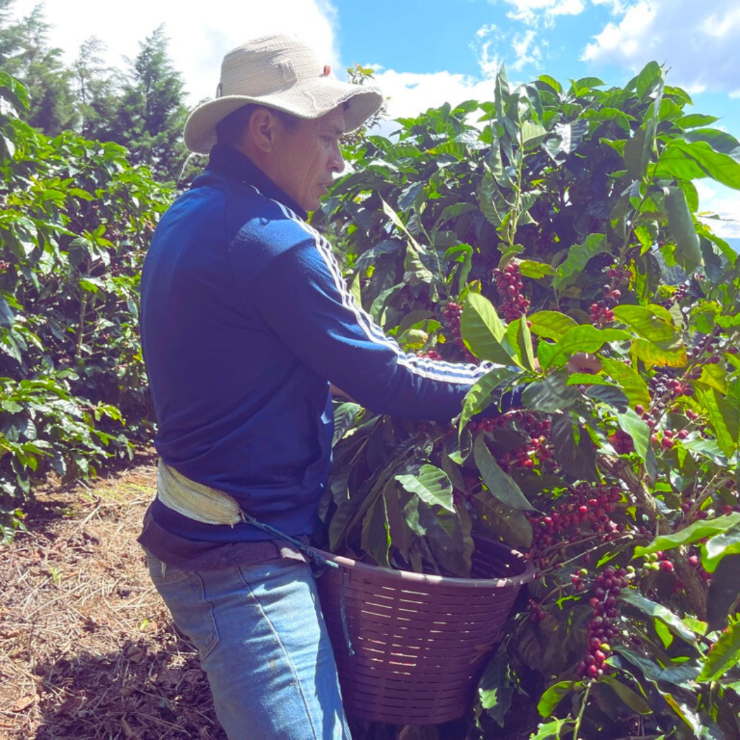 Los Robles - Costa Rica