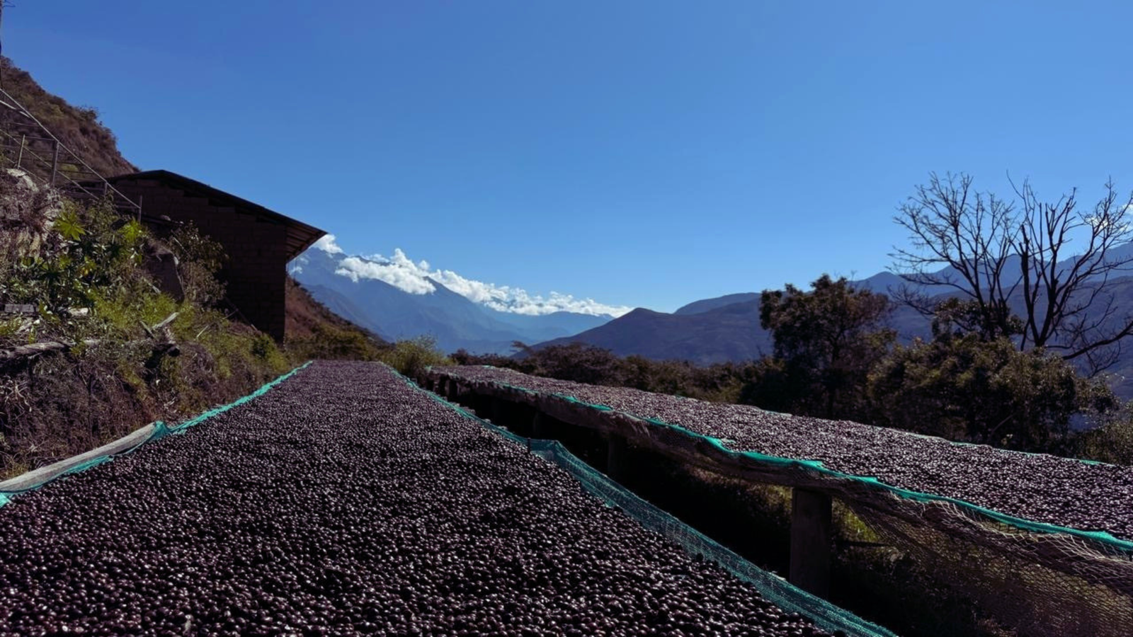 raised beds full of coffee beans on a mountain side. 