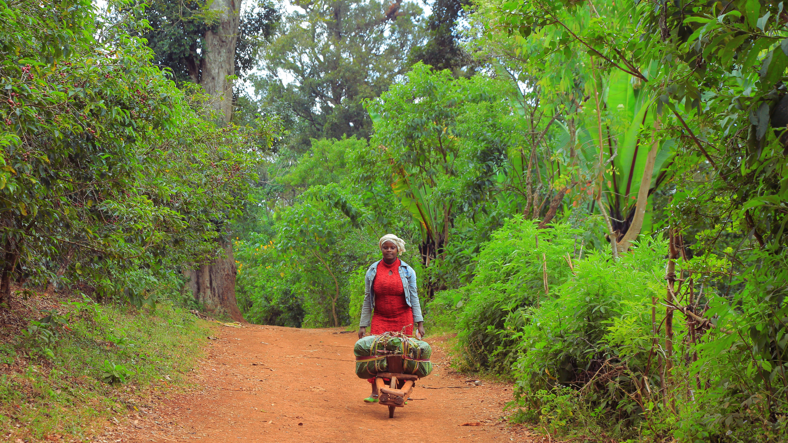 a woman in a bright red dress pushing a wheelbarrow with coffee sacks in it along a dusty path in the forest. 