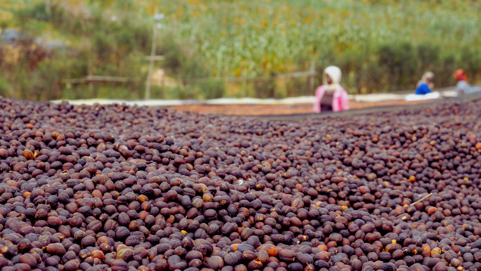 New coffee from Rwanda!