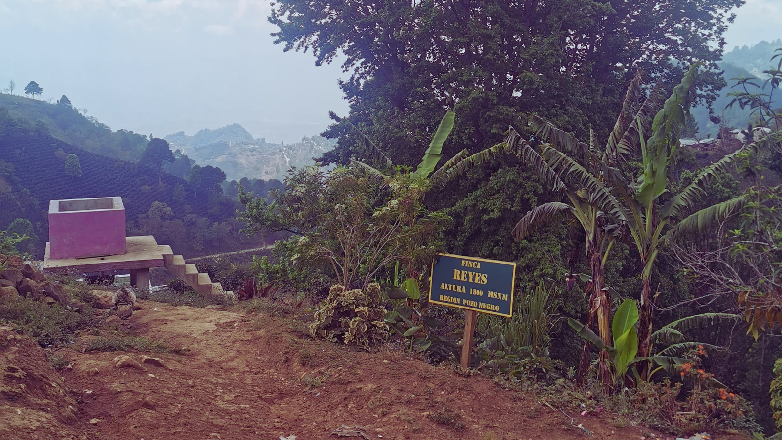 The Reyes coffee farm, a blue sign at the entrance. 
