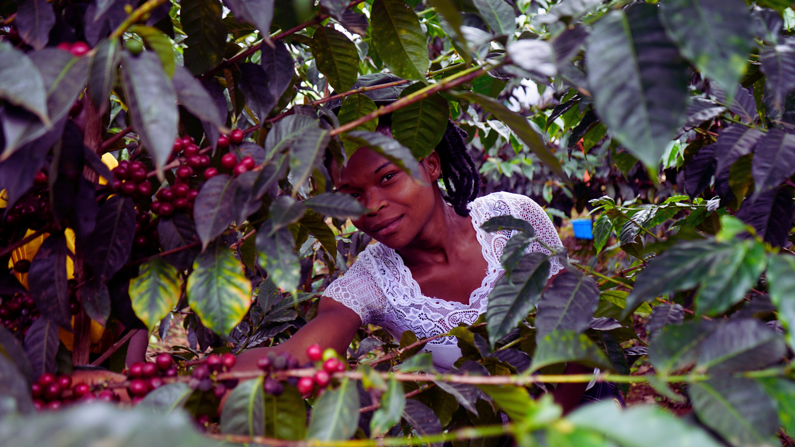 New Beans! - Imbalu, Uganda.