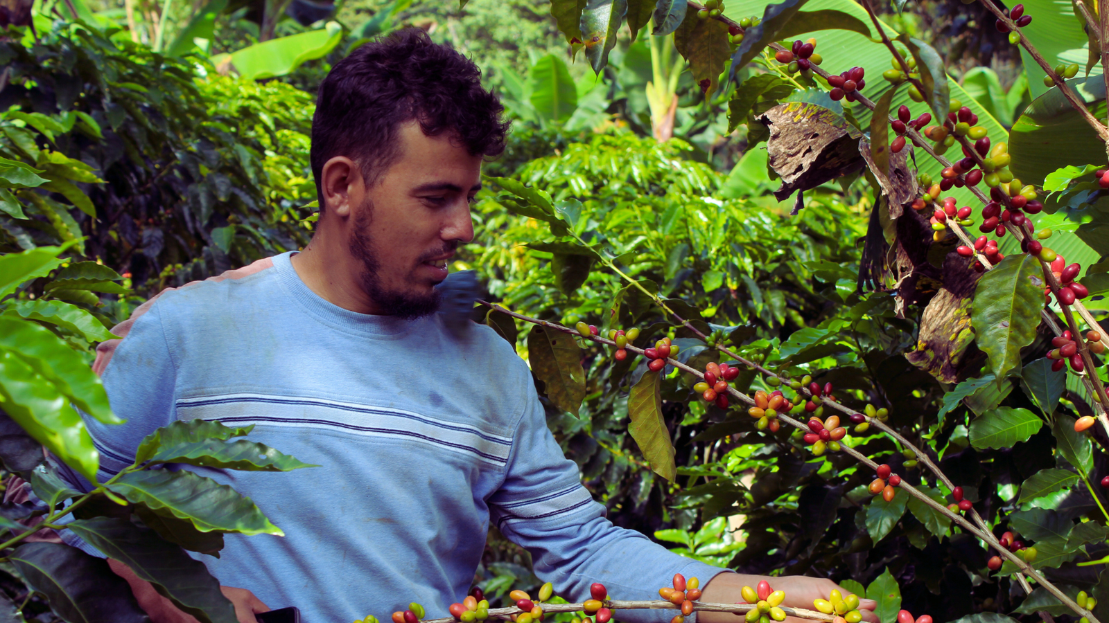 New Beans! - Foundry Coffee Roasters