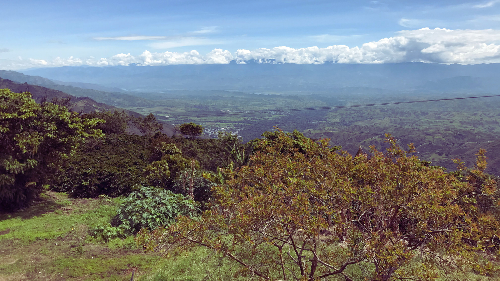 NEW BEANS!! El Eden, Colombia.