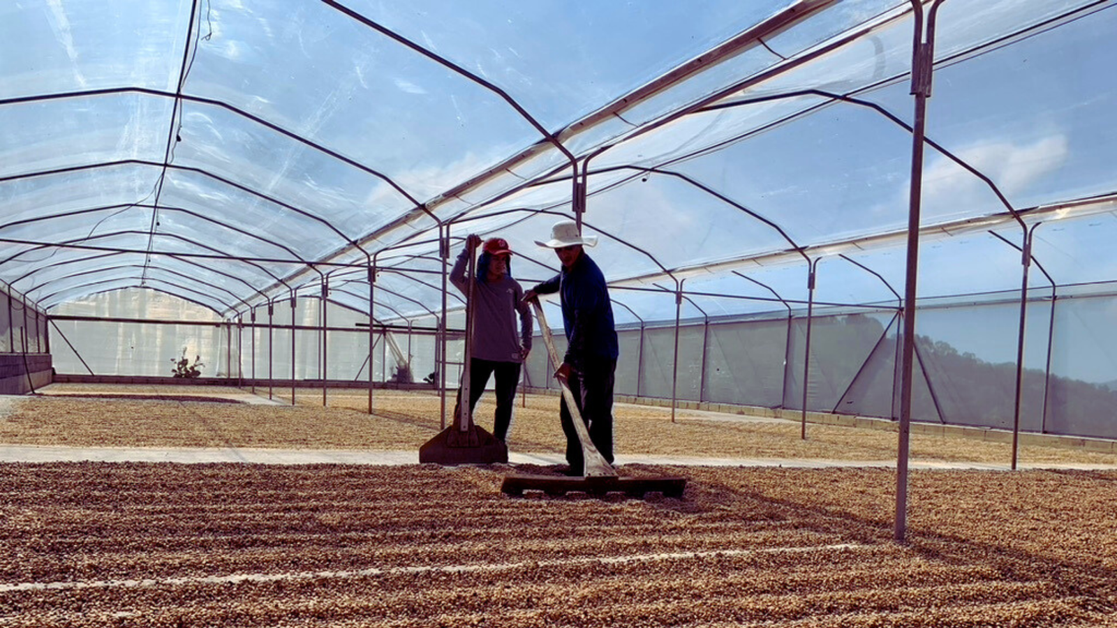 New Beans! - Finca Toño