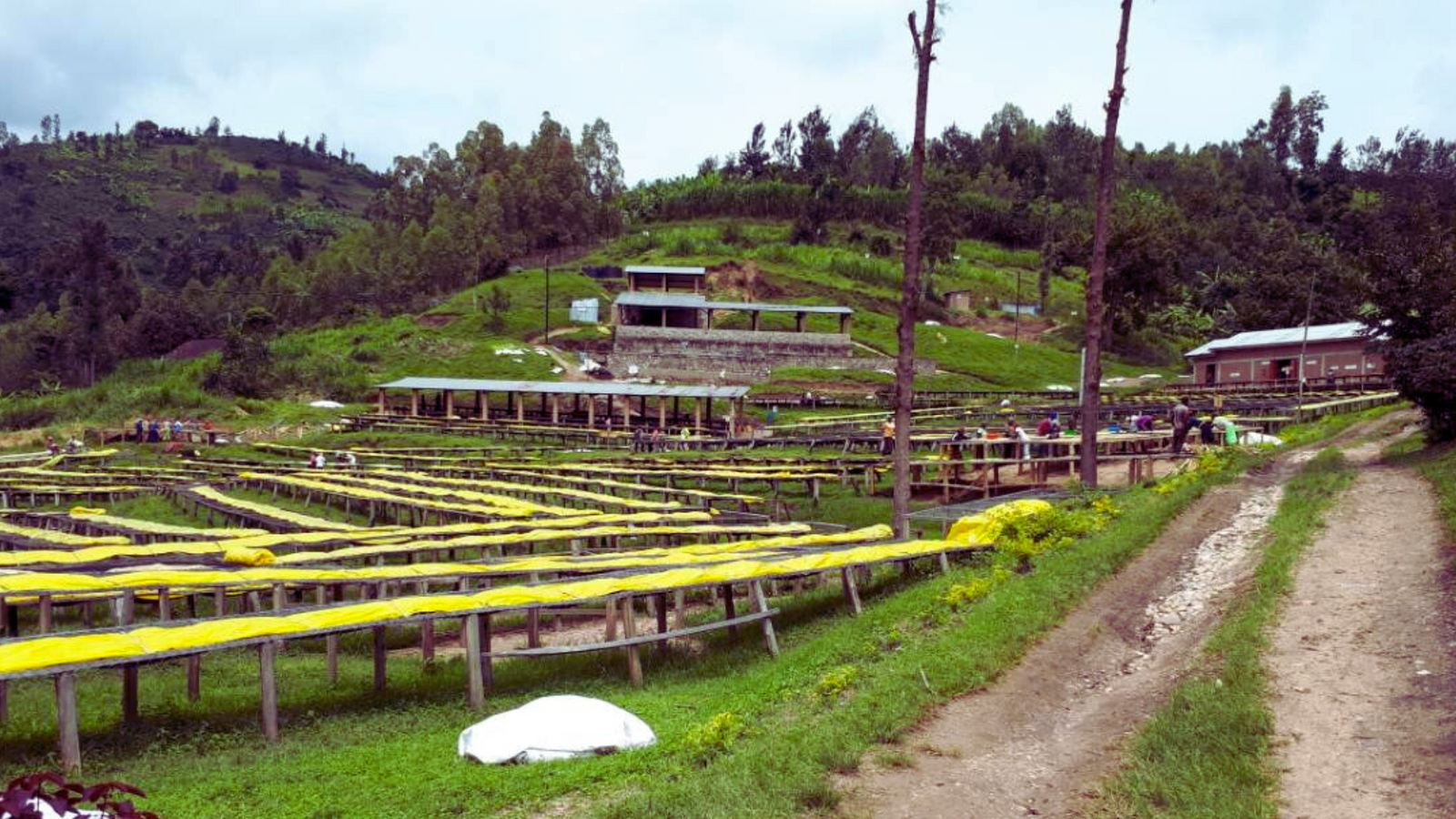 Beautiful Rwandan Coffee.