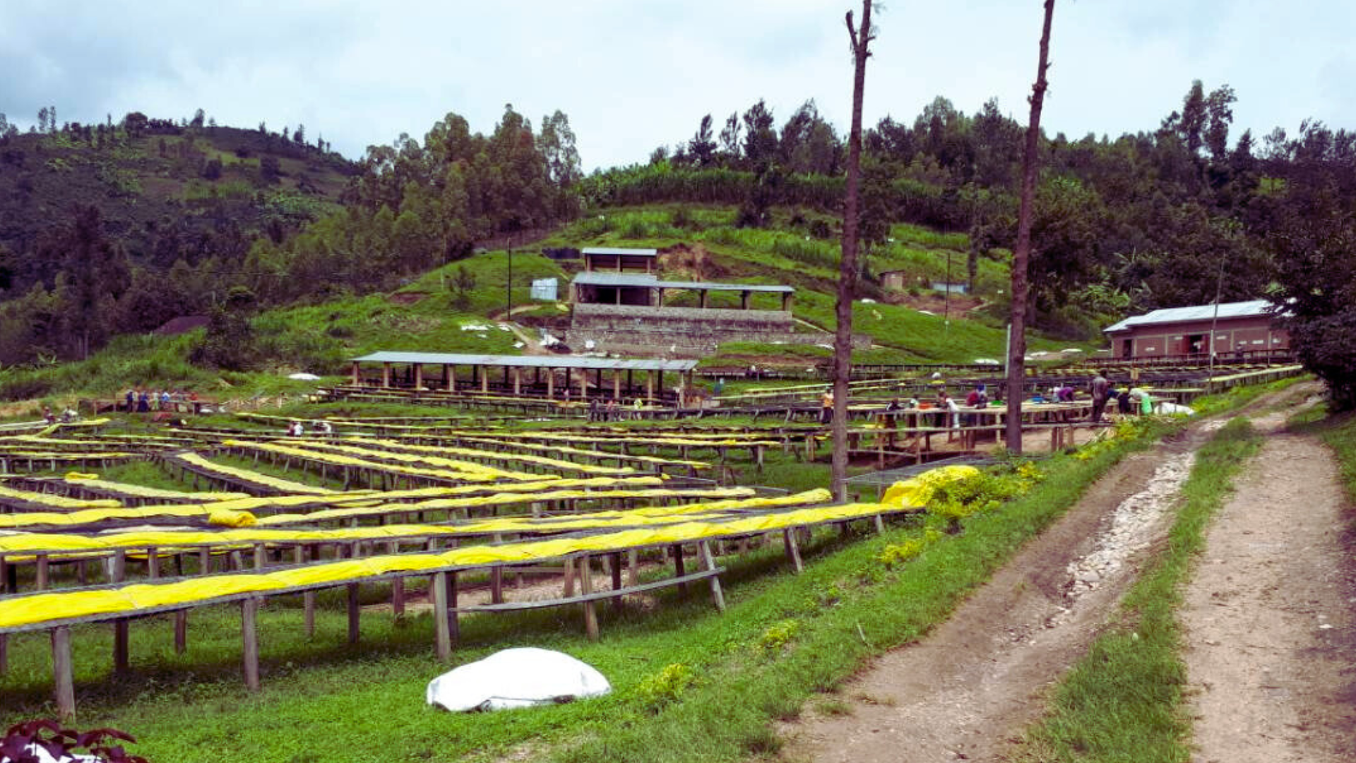 Beautiful Rwandan Coffee.