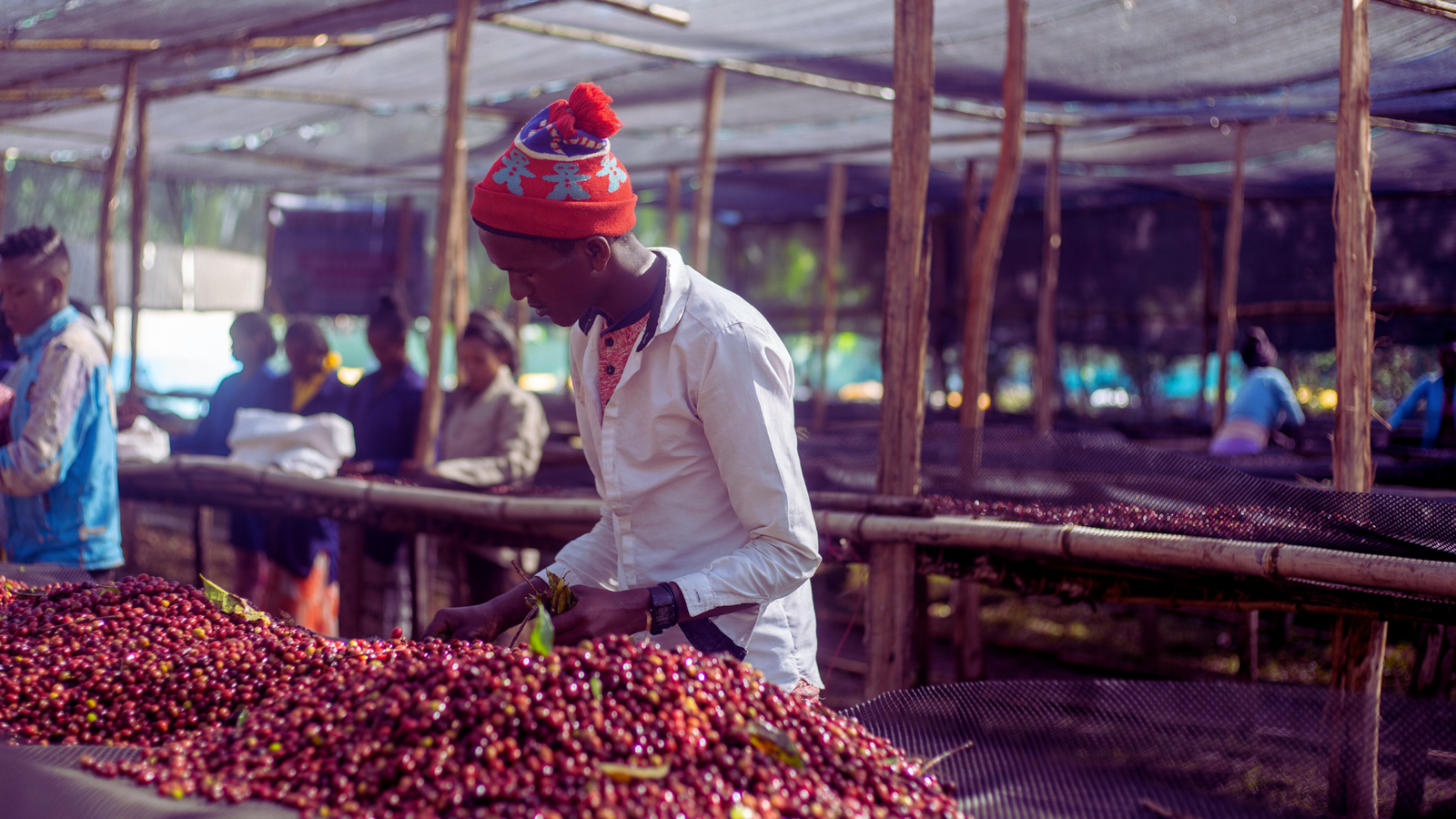 New washed Ethiopian coffee!!