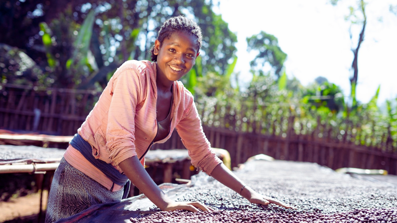 New Beans! - Gedeb Lalesa, Ethiopia