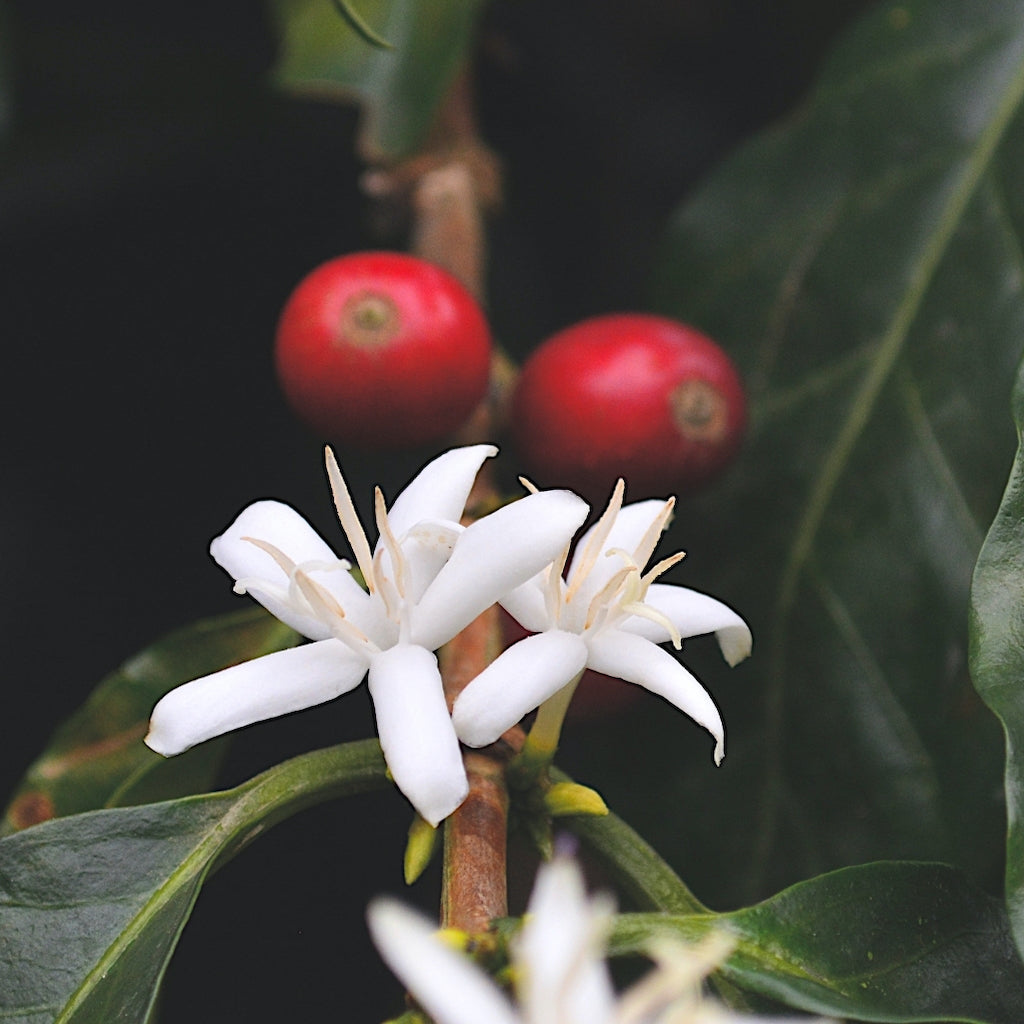 Speciality coffee - climate and seasonality.