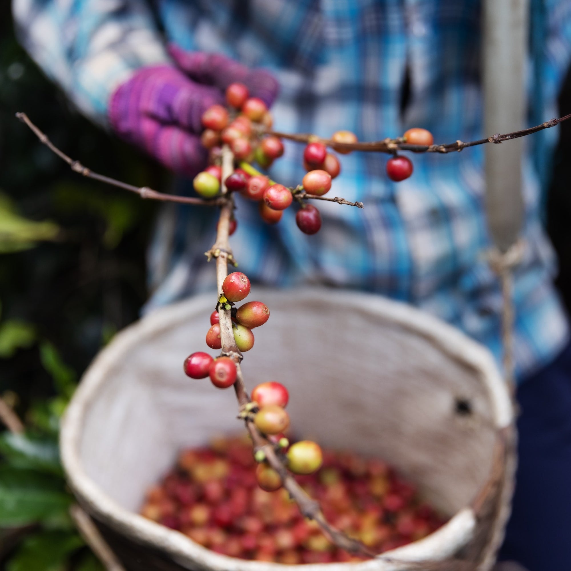 gloved coffee farmer in blue checked shirt  holding a branch of ripe coffee cherries.