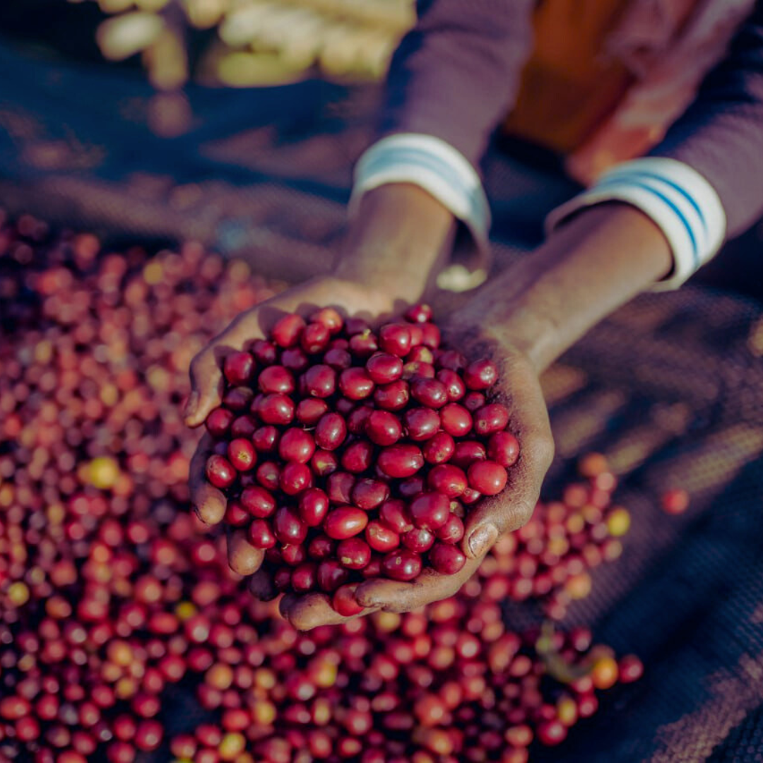 Aricha Adorsi - Ethiopia