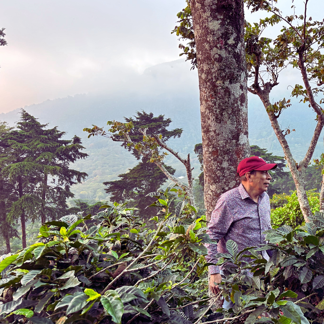 Etiopia Gesha - El Salvador
