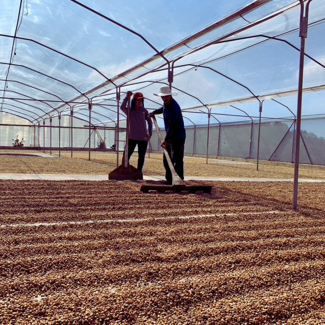 Finca Toño - Costa Rica